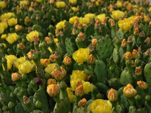 Vivers Càrex - Opuntia humifusa